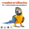 การเสริมอาหารให้นกป่วย EP1. การคำนวณพลังงานและแหล่งพลังงาน การเสริมอาหารให้นกป่วย EP1. การคำนวณพลังงานและแหล่งพลังงาน