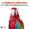 การเสริมอาหารให้นกป่วย EP2. การเลือกอาหารช่วยฟื้นฟูนกป่วยแบบเฉพาะ การเสริมอาหารให้นกป่วย EP2. การเลือกอาหารช่วยฟื้นฟูนกป่วยแบบเฉพาะ