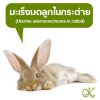 มะเร็งมดลูกในกระต่าย (Uterine adenocarcinoma in rabbit) มะเร็งมดลูกในกระต่าย (Uterine adenocarcinoma in rabbit)