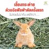 เลี้ยงกระต่ายด้วยอัลฟัลฟ่าตัดครั้งแรก ไม่สวยไม่น่ากิน แต่ดีกว่า 