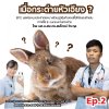 กระต่ายหัวเอียง EP2: ผลต่อระบบประสาทและบางส่วนภูมิคุ้มกันของเชื้อไข้สมองอักเสบจากเชื้อ E. cuniculi ในกระต่าย กระต่ายหัวเอียง EP2: ผลต่อระบบประสาทและบางส่วนภูมิคุ้มกันของเชื้อไข้สมองอักเสบจากเชื้อ E. cuniculi ในกระต่าย