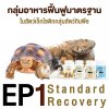 ep1. กลุ่มอาหารฟื้นฟูมาตรฐานในเอ็กโซติกกลุ่มสัตว์กินพืช standard recovery ep1. กลุ่มอาหารฟื้นฟูมาตรฐานในเอ็กโซติกกลุ่มสัตว์กินพืช standard recovery