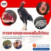 การหายของแผลในไก่ชน 