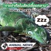 เรื่องจากข่าว! การจำศีลในสัตว์เลื้อยคลาน เรื่องจากข่าว! การจำศีลในสัตว์เลื้อยคลาน