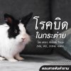 ตอบสารพันคำถาม โรคบิดในกระต่าย ตอบสารพันคำถาม โรคบิดในกระต่าย
