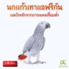 นกแก้วเทาแอฟริกันและโรคชักจากภาวะแคลเซี่ยมต่ำ African grey parrot and hypocalcemic tetany