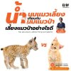 น้ำนมแมวเลี้ยงเทียบกับน้ำนมแมวป่า: เลี้ยงแมวป่าอย่างไรดี น้ำนมแมวเลี้ยงเทียบกับน้ำนมแมวป่า: เลี้ยงแมวป่าอย่างไรดี