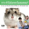 ภาวะหัวใจล้มเหลวในแฮมสเตอร์ ภาวะหัวใจล้มเหลวในแฮมสเตอร์