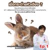 เมื่อกระต่ายหัวเอียง? ไข้สมองอักเสบในกระต่ายจากเชื้อโปรโตซัว EP1: วงชีวิตและพยาธิกำเนิดของเชื้อไข้สมองอักเสบจากเชื้อ E. cuniculi ในกระต่าย เมื่อกระต่ายหัวเอียง? ไข้สมองอักเสบในกระต่ายจากเชื้อโปรโตซัว EP1: วงชีวิตและพยาธิกำเนิดของเชื้อไข้สมองอักเสบจากเชื้อ E. cuniculi ในกระต่าย