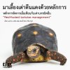 มาเลี้ยงเต่าตีนแดงด้วยหลักการ หลักการจัดการเมื่อเทียบกับเต่าบกชนิดอื่น Red-footed tortoise management มาเลี้ยงเต่าตีนแดงด้วยหลักการ หลักการจัดการเมื่อเทียบกับเต่าบกชนิดอื่น Red-footed tortoise management