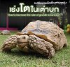 เร่งโตในเต่าบก How to increase the rate of growth in tortoise? เร่งโตในเต่าบก How to increase the rate of growth in tortoise?