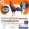 ไก่อาหารไม่ย่อย เกิดจากอะไร? บางสาเหตุที่ถูกมองข้าม!