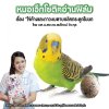 หมอเอ็กโซติคอ่านฟิล์ม เรื่อง ไข่ค้างและภาวะเมตาบอลิคกระดูกในนก หมอเอ็กโซติคอ่านฟิล์ม เรื่อง ไข่ค้างและภาวะเมตาบอลิคกระดูกในนก