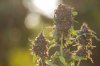 Roller High Premium, Natural Cannabis in Chiang Mai Roller High Premium, Natural Cannabis in Chiang Mai