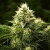 Discover Roller High: Your Cannabis Oasis in Chiang Mai Discover Roller High: Your Cannabis Oasis in Chiang Mai