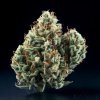 Roller High – A True Chiang Mai Cannabis Experience Roller High – A True Chiang Mai Cannabis Experience