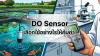 DO Sensor