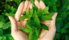 Difference between organic and natural Difference between organic and natural