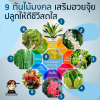 9 ต้นไม้มงคล เสริมฮวยจุ้ย ปลูกให้ดีชีวีสดใส