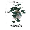 ต้นไม้เลื้อยปลอมประดิษฐ์ในกระถางดินเผานมวัว
