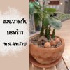 สร้างเรื่องราวบนถาดเล็กดินเผากับเจ้ามะพร้าวทะเลทราย สร้างเรื่องราวบนถาดเล็กดินเผากับเจ้ามะพร้าวทะเลทราย