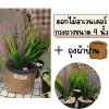 ดอกลาเวนเดอร์ดอกไม้ปลอมประดิษฐ์มี2สีม่วงและชมพู