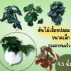 ต้นไม้เลื้อยปลอมในกระถางดินเผาทรงนมวัว Artificial vine plant in cow-shaped ceramic pot.