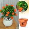 ต้นส้มปลอมต้นไม้ประดิษฐ์ในกระถางดินเผา5นิ้ว Artificial orange tree