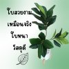 ต้นยางอินเดียปลอมในกระถางเบลล่า 9 นิ้ว :: Artificial Rubber Plant
