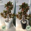 ต้นโกสนปลอมต้นไม้ประดิษฐ์ Artificial / Fake Croton Tree