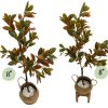 ต้นโกสนปลอมต้นไม้ประดิษฐ์ Artificial / Fake Croton Tree