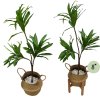 ต้นดราซีน่่าปลอมต้นไม้ประดิษฐ์ขนาดใหญ่ Artificial / Fake Dracaena plant