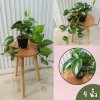 ต้นพลูบราซิลปลอมประดิษฐ์ในกระถางพลาสติก Artificial Brazilian philodendron in a plastic pot.