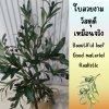 ต้นมะกอกโอลีฟปลอมประดิษฐ์ Artificial / Fake Olive Tree