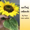 ดอกทานตะวันปลอมดอกใหญ่ Sunflower big flower artificial flower