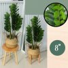 ต้นกวักมรกตประดิษฐ์ต้นไม้ปลอมเหมือนจริงแต่งบ้านแต่งร้านขนาดใหญ่ Artificial ZZ Plant