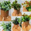 ต้นไม้ปลอมต้นไม้ประดิษฐ์ใบสวยงามเหมือนจริงแต่งบ้านแต่งร้าน Artificial plant, beautiful realistic leaves