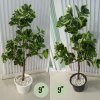 ต้นหัวใจเศรษฐี (สาริกาด่าง) ต้นไม้ปลอมประดิษฐ์กระถาง 9 นิ้ว Artificial Mistletoe Fig