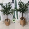 ต้นมะกอกโอลีฟปลอมประดิษฐ์ Artificial / Fake Olive Tree