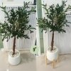 ต้นมะกอกโอลีฟต้นไม้ปลอมต้นไม้ประดิษฐ์ขนาดใหญ่เหมือนจริง Artificial / Fake Olive Tree