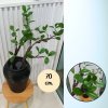 กิ่งไม้ใบไม้ปลอมประดิษฐ์ไหดินเผา Artificial branches and leaves in a clay pot.