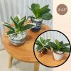 ต้นไม้ปลอมขนาดเล็กกับกระถางเซรามิก 3-3.5 นิ้ว Small artificial plant with a ceramic pot.