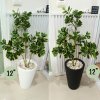 ต้นหัวใจเศรษฐี (สาริกาด่าง) ต้นไม้ปลอมประดิษฐ์ Artificial Mistletoe Fig