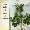 (3P) ต้นหัวใจเศรษฐี (สาริกาด่าง) ต้นไม้ปลอมประดิษฐ์ Artificial Mistletoe Fig