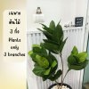 (3P)ต้นยางอินเดีย ต้นไม้ปลอมประดิษฐ์ Artificial Indian Rubber Plant