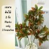(3P)ต้นโกสนปลอม ต้นไม้ปลอมประดิษฐ์ Artificial Croton Plant