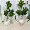 ต้นไทรใบสักปลอมต้นไม้ประดิษฐ์ขนาดใหญ่กระถางเบลล่า 9 นิ้ว Artificial / Fake Fiddle-leaf fig