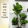 (3P)ต้นไทรใบสักปลอม ต้นไม้ปลอมประดิษฐ์ Artificial Fiddle-leaf fig