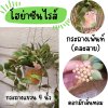 ต้นโฮย่าซันไรส์ใบเขียวแดงน้ำตาลมีดอกหอมในกระถางเพ้นท์แขวนคละลายขนาด 4 นิ้ว ไม้รำไร