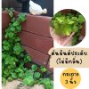 ต้นมินต์ประดับ(ไม่มีกลิ่น)ไม้เลื้อยตกแต่งสวนกระถาง 3 นิ้ว